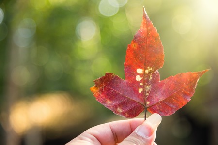 Red maple leaf in man hand at a rainforest.Thailand.Copy space background, Use for website banner...
