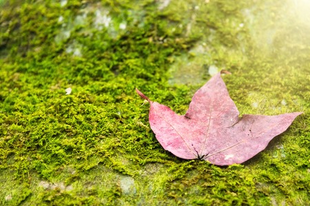A red maple leaf on a mossy rock in a rainforest.Thailand.Copy space background, Use for website banner background, backdrop, montage menuの写真素材