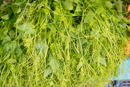 Close up Organic vegetable,peak of chayote in the market.Thailand