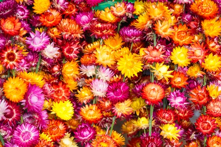 Background of colorful everlasting flowers.Thailandの写真素材