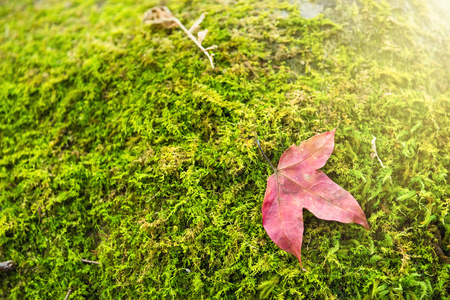 A red maple leaf on a mossy rock in a rainforest.Thailand.Copy space background, Use for website banner background, backdrop, montage menuの写真素材