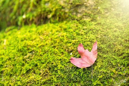A red maple leaf on a mossy rock in a rainforest.Thailand.Copy space background, Use for website...