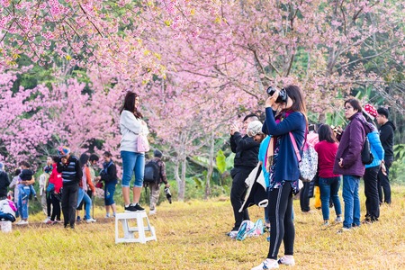 Phitsanulok, Thailand - January, 21, 2018 : Unidentified name Visitors are watching and take photos the flowers in garden of Sakura Trees or Cherry blossom at Phu lom lo, Loei, Thailandのeditorial素材