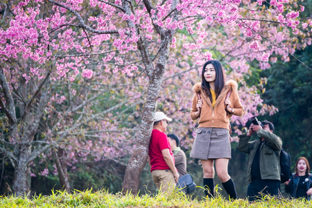 Phitsanulok, Thailand - January, 21, 2018 : Unidentified name Happy woman traveler and poses portraiture photography in garden of Sakura Trees or Cherry blossom at Phu lom lo, Phitsanulok, Thailandのeditorial素材