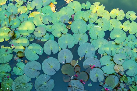 The bud of a lotus flower, Background is the lotus leaf in the pond.Thailand