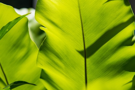 Closeup natural view of green leaf with copy space using as nature background or wallpaper