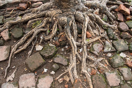 Tree Roots in park of Thailand