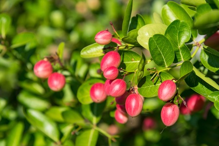 Fresh organic Carunda or Karonda fruits on tree (Carissa carandas).Thailand