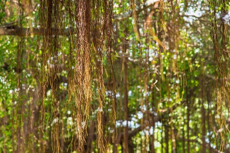 Branches of a tall gigantic banyan tree are spread wide creating shade and help protect heat from the sunlightの写真素材