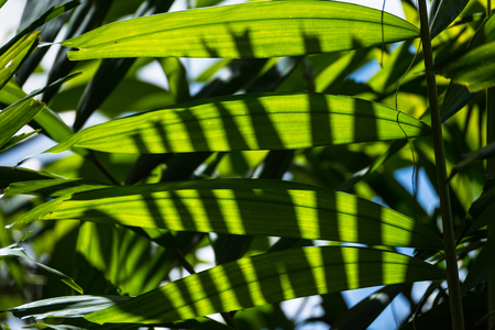 Translucent tree leaves on sunlight summer sunny day.Thailandの写真素材