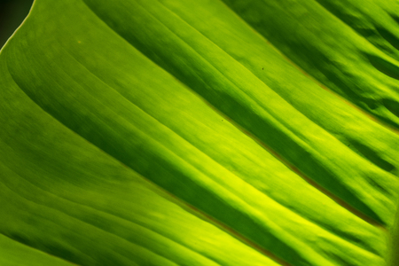 Translucent tree leaves on sunlight summer sunny day.Thailand