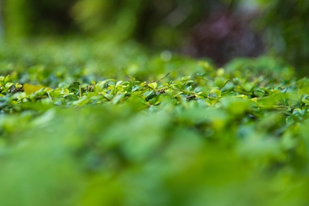 Closeup natural view of green leaf with copy space using as nature background or wallpaperの写真素材
