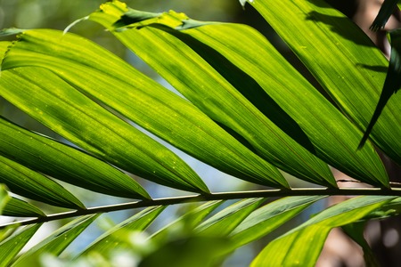Translucent tree leaves on sunlight summer sunny day.Thailand