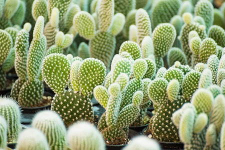 Group of small cactus plant in the pot at cactus garden.Thailand