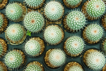 Group of small cactus plant in the pot at cactus garden.Thailand