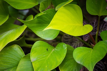 Texture of a green leaf as background.Thailandの写真素材