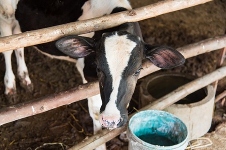 Cow in a cattle farm at Thailandの写真素材