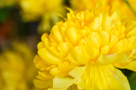 Bright and beautiful colors of plastic flowersの写真素材