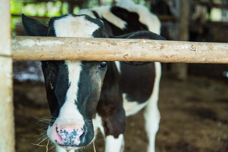 Cow in a cattle farm at Thailandの写真素材