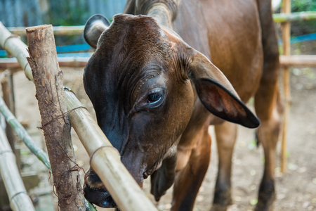 Cow in a cattle farm at Thailandの写真素材