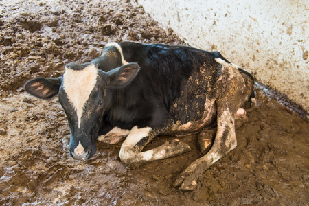 Cow in a cattle farm at Thailandの写真素材