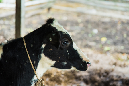 Cow in a cattle farm at Thailandの写真素材