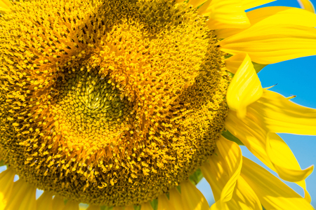 Close-up of beautiful blooming sunflowers field bright sun lights.Thailandの写真素材
