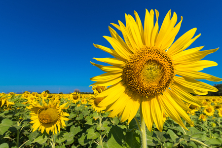 Beautiful landscape with field of blooming sunflowers field over cloudy blue sky and bright sun lights.Thailandの写真素材
