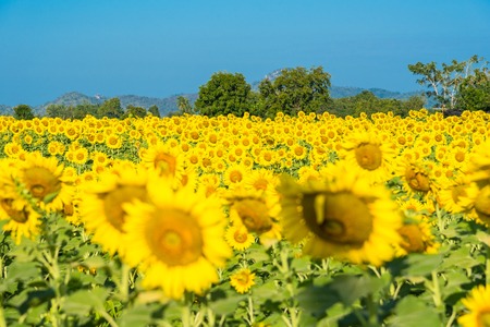Beautiful landscape with field of blooming sunflowers field over cloudy blue sky and bright sun lights.Thailandの写真素材
