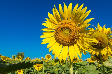 Beautiful landscape with field of blooming sunflowers field over cloudy blue sky and bright sun lights.Thailandの写真素材