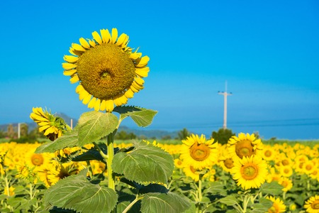 Beautiful landscape with field of blooming sunflowers field over cloudy blue sky and bright sun lights.Thailandの写真素材