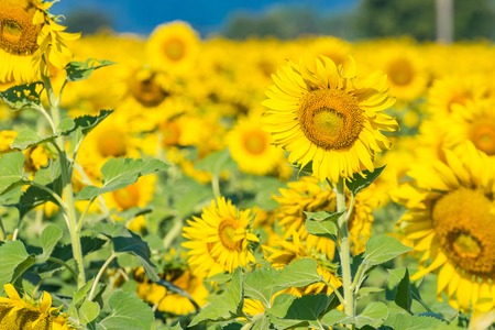 Beautiful landscape with field of blooming sunflowers field over cloudy blue sky and bright sun lights.Thailandの写真素材