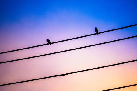 Sunset sky,Bird sitting on electric wire a have sunset sky background.Thailandの写真素材