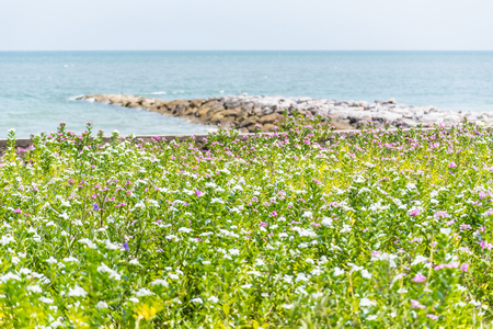 Flower garden by the sea.Thailandの写真素材