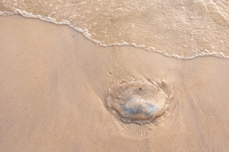 The Jellyfish on the beach.Thailandの写真素材