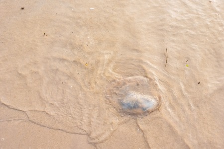 The Jellyfish on the beach.Thailandの写真素材