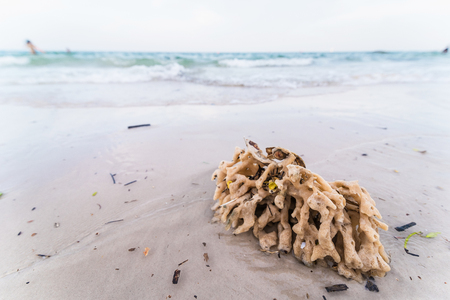 Seaweed or macroalgae refers to several species of macroscopic, multicellular, marine algaeの写真素材