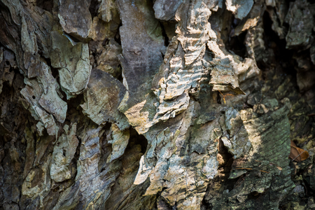 Scorched bark close up, background. Wooden texture abstract background.の写真素材