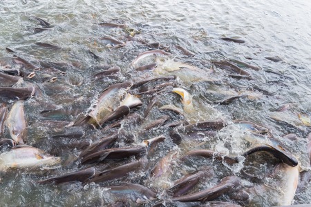 Pangasius fish are swimming in the rivers feeding at floating market.Bangkok, Thailandの写真素材