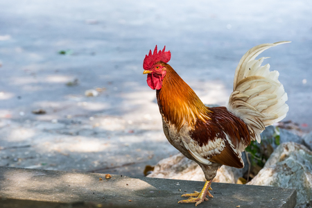 Closeup beautiful chicken on blurred cement floor textured background with copy space.Bangkok, Thailandの写真素材