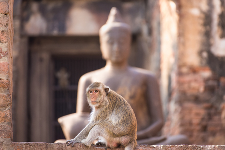 The life of long tail funny monkeys with archaeological sites. Lopburi Thailandの写真素材