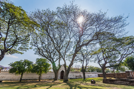 Old and giant big tree on a green field with sunlight afternoon.Thailandの写真素材