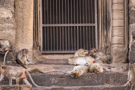 The life of long tail funny monkeys with archaeological sites. Lopburi Thailand