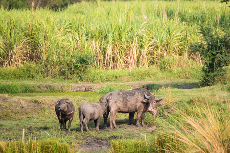 Water buffalo eating grass in field.Flocks of buffalo in the countryside Thailandの写真素材