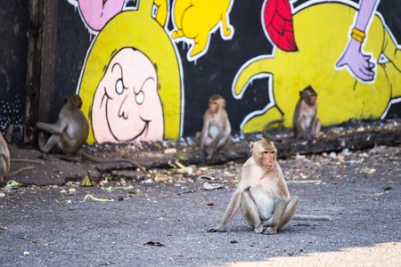 The life of long tail funny monkeys with archaeological sites. Lopburi Thailand