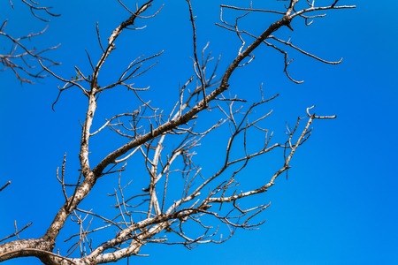 Tree branches under the blue sky.Thailand