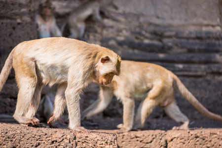 The life of long tail funny monkeys with archaeological sites. Lopburi Thailandの写真素材