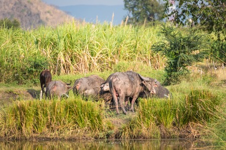 Water buffalo eating grass in field.Flocks of buffalo in the countryside Thailand