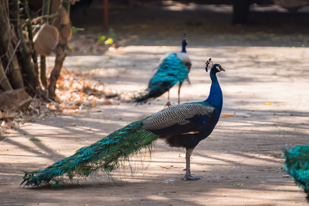 Male colorful peacock in the temple Thailandの写真素材