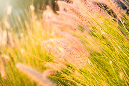 Close up tropical grass flower or setaceum pennisetum fountain grass on sunset background.Thailandの写真素材
